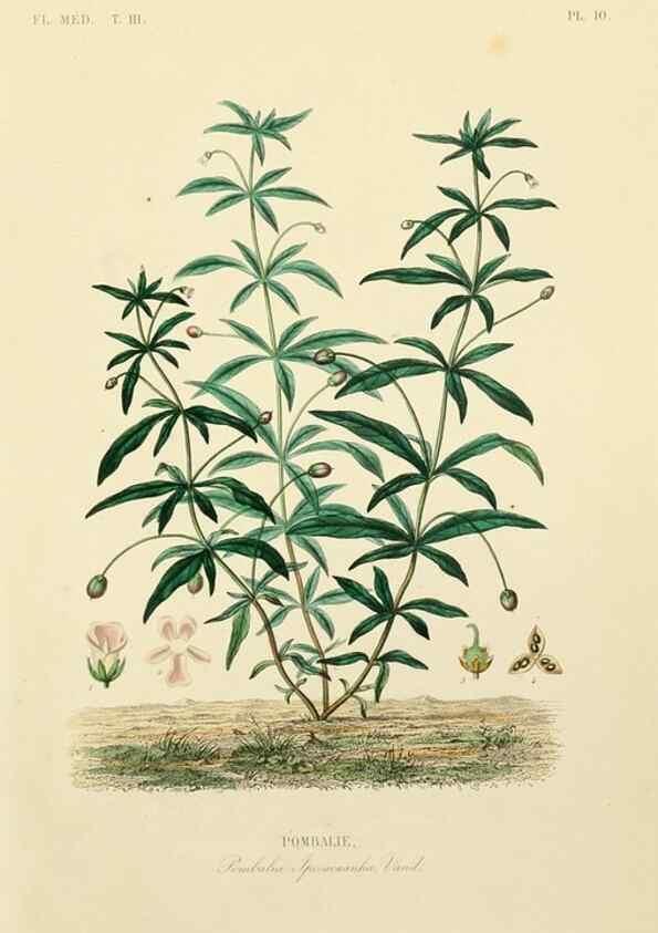 Reproducción/Reproduction 49583675872: Le Règne végétal;. Paris,L. Guérin,1870-72.. 