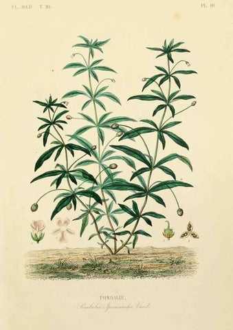 Reproducción/Reproduction 49583675872: Le Règne végétal;. Paris,L. Guérin,1870-72.. 