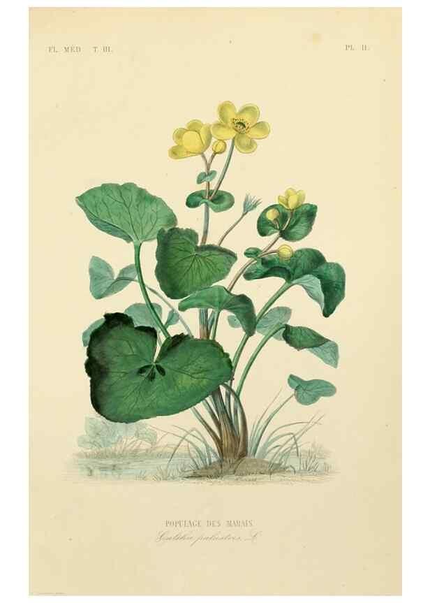 Reproducción/Reproduction 49583676387: Le Règne végétal;. Paris,L. Guérin,1870-72.. 