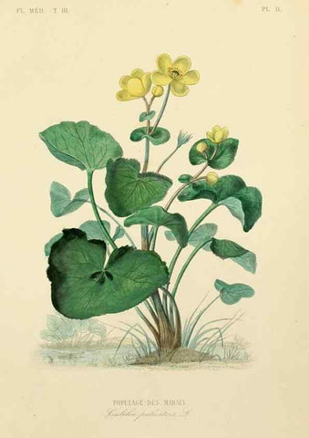 Reproducción/Reproduction 49583676387: Le Règne végétal;. Paris,L. Guérin,1870-72.. 