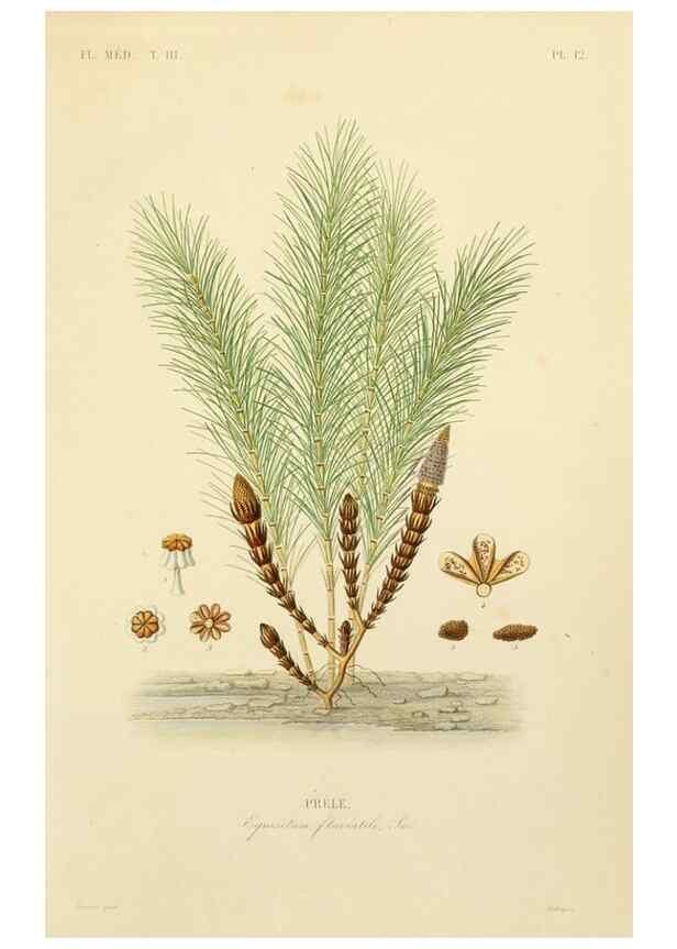 Reproducción/Reproduction 49582944098: Le Règne végétal;. Paris,L. Guérin,1870-72.. 