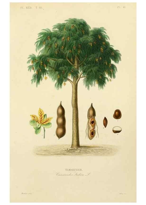 Reproducción/Reproduction 49583685087: Le Règne végétal;. Paris,L. Guérin,1870-72.. 