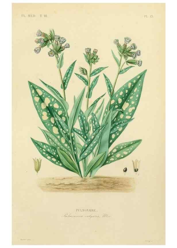 Reproducción/Reproduction 49583676982: Le Règne végétal;. Paris,L. Guérin,1870-72.. 