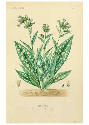 Reproducción/Reproduction 49583676982: Le Règne végétal;. Paris,L. Guérin,1870-72.. 