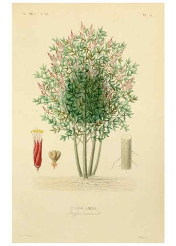 Reproducción/Reproduction 49583677402: Le Règne végétal;. Paris,L. Guérin,1870-72.. 