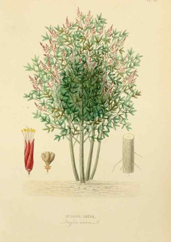 Reproducción/Reproduction 49583677402: Le Règne végétal;. Paris,L. Guérin,1870-72.. 