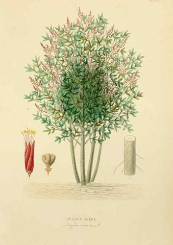 Reproducción/Reproduction 49583677402: Le Règne végétal;. Paris,L. Guérin,1870-72.. 