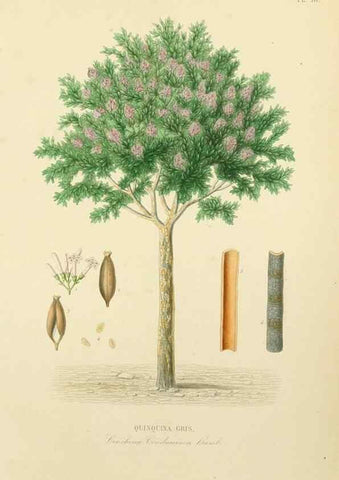 Reproducción/Reproduction 49582945228: Le Règne végétal;. Paris,L. Guérin,1870-72.. 