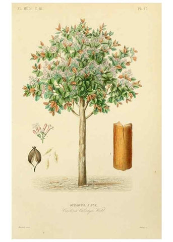 Reproducción/Reproduction 49583441001: Le Règne végétal;. Paris,L. Guérin,1870-72.. 