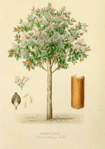 Reproducción/Reproduction 49583441001: Le Règne végétal;. Paris,L. Guérin,1870-72.. 