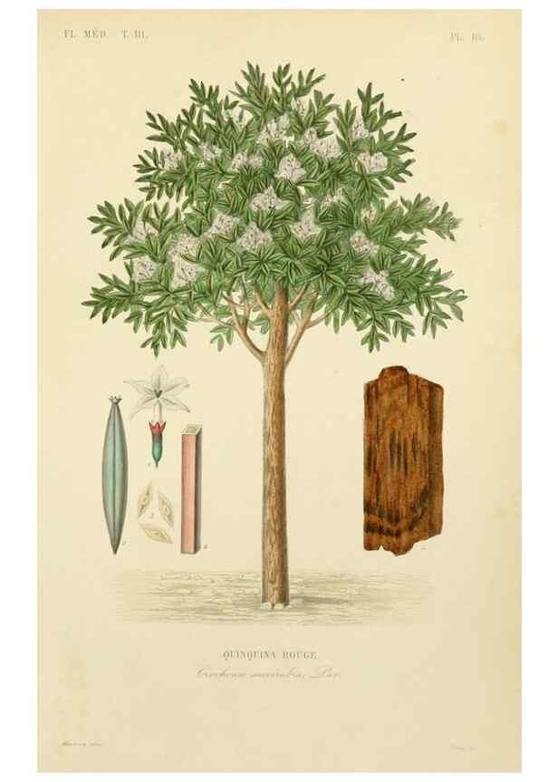 Reproducción/Reproduction 49583678077: Le Règne végétal;. Paris,L. Guérin,1870-72.. 