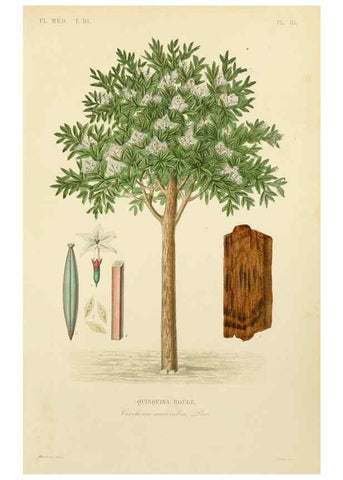 Reproducción/Reproduction 49583678077: Le Règne végétal;. Paris,L. Guérin,1870-72.. 