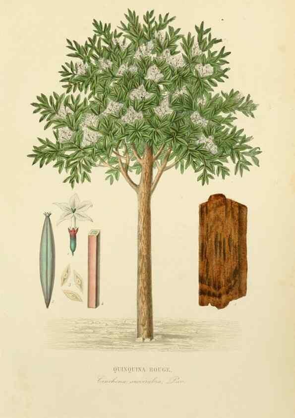 Reproducción/Reproduction 49583678077: Le Règne végétal;. Paris,L. Guérin,1870-72.. 