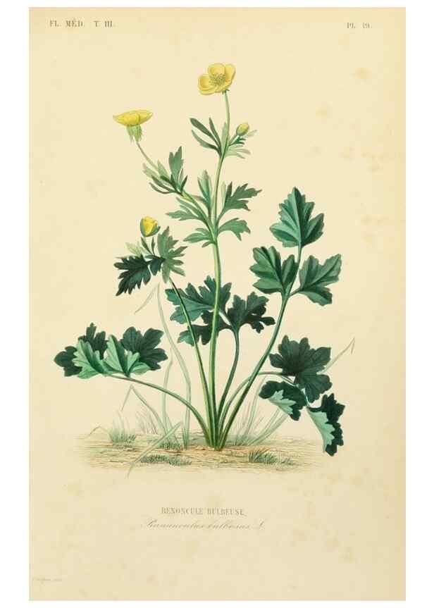 Reproducción/Reproduction 49582945888: Le Règne végétal;. Paris,L. Guérin,1870-72.. 