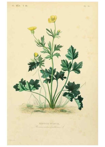 Reproducción/Reproduction 49582945888: Le Règne végétal;. Paris,L. Guérin,1870-72.. 