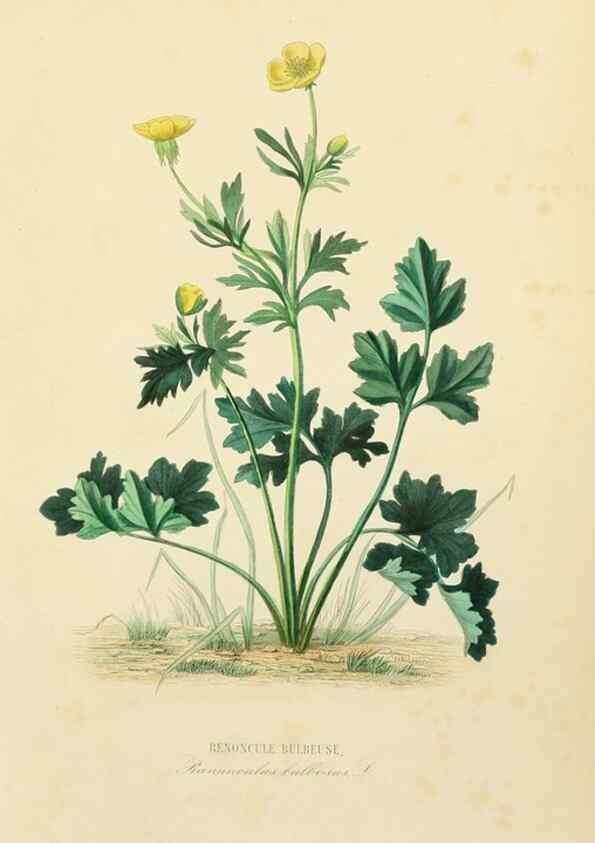 Reproducción/Reproduction 49582945888: Le Règne végétal;. Paris,L. Guérin,1870-72.. 