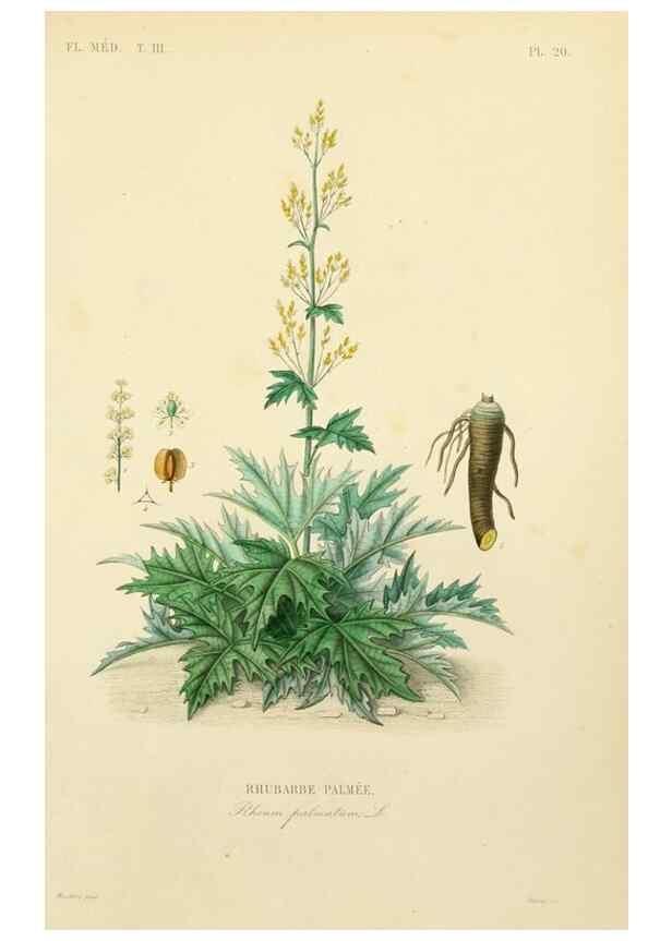Reproducción/Reproduction 49582946128: Le Règne végétal;. Paris,L. Guérin,1870-72.. 