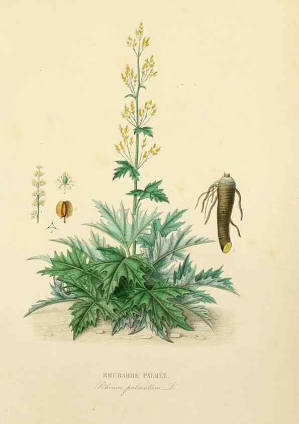 Reproducción/Reproduction 49582946128: Le Règne végétal;. Paris,L. Guérin,1870-72.. 