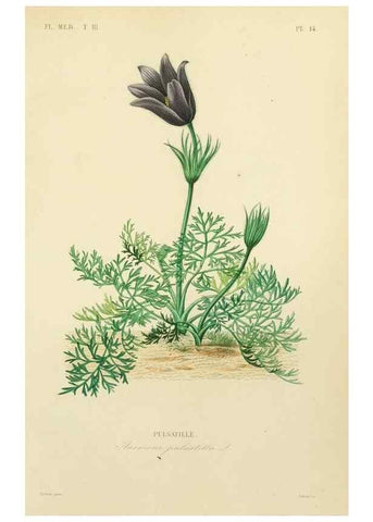 Reproducción/Reproduction 49583440366: Le Règne végétal;. Paris,L. Guérin,1870-72.. 