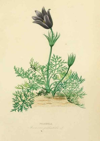 Reproducción/Reproduction 49583440366: Le Règne végétal;. Paris,L. Guérin,1870-72.. 