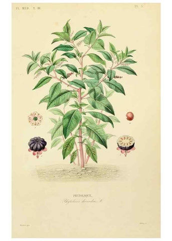 Reproducción/Reproduction 49583674777: Le Règne végétal;. Paris,L. Guérin,1870-72.. 