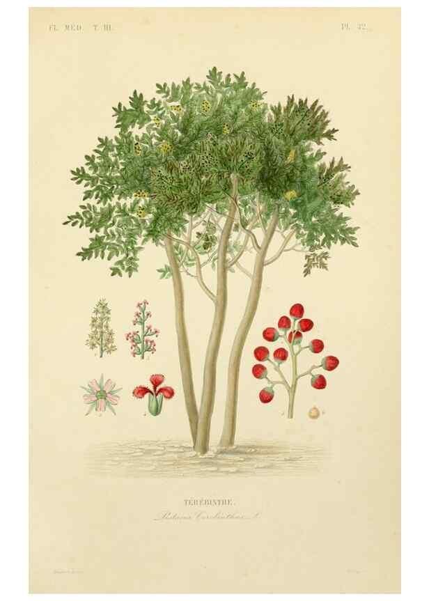 Reproducción/Reproduction 49583685392: Le Règne végétal;. Paris,L. Guérin,1870-72.. 