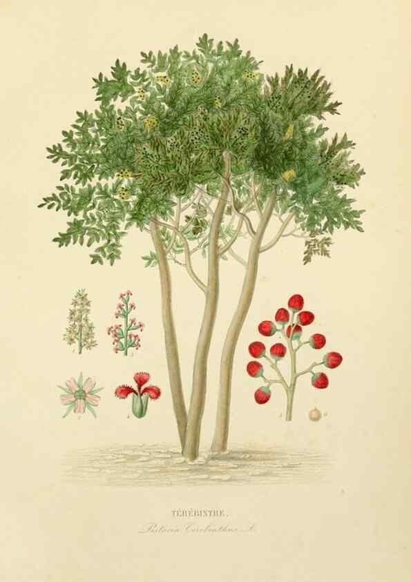 Reproducción/Reproduction 49583685392: Le Règne végétal;. Paris,L. Guérin,1870-72.. 