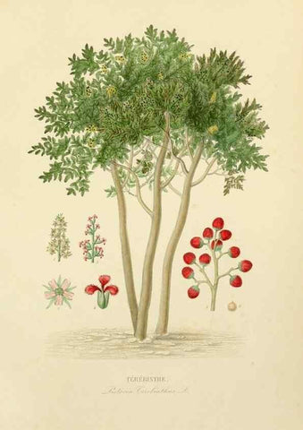 Reproducción/Reproduction 49583685392: Le Règne végétal;. Paris,L. Guérin,1870-72.. 