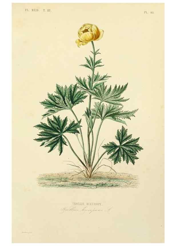 Reproducción/Reproduction 49583449251: Le Règne végétal;. Paris,L. Guérin,1870-72.. 