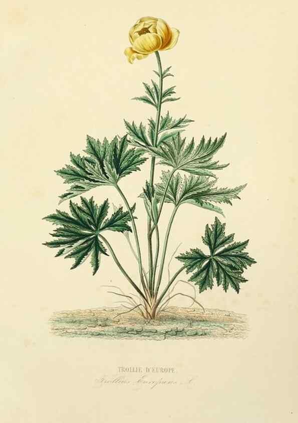 Reproducción/Reproduction 49583449251: Le Règne végétal;. Paris,L. Guérin,1870-72.. 