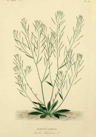Reproducción/Reproduction 49583749687: Le Règne végétal;. Paris,L. Guérin,1870-72.. 