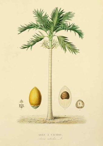 Reproducción/Reproduction 49583019213: Le Règne végétal;. Paris,L. Guérin,1870-72.. 
