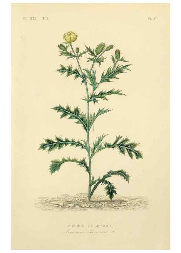 Reproducción/Reproduction 49583750702: Le Règne végétal;. Paris,L. Guérin,1870-72.. 
