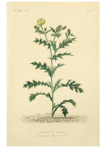Reproducción/Reproduction 49583750702: Le Règne végétal;. Paris,L. Guérin,1870-72.. 