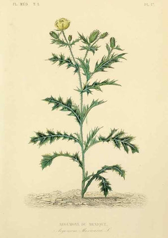Reproducción/Reproduction 49583750702: Le Règne végétal;. Paris,L. Guérin,1870-72.. 