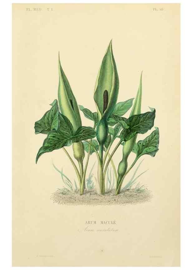 Reproducción/Reproduction 49583515151: Le Règne végétal;. Paris,L. Guérin,1870-72.. 