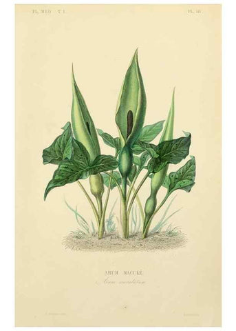 Reproducción/Reproduction 49583515151: Le Règne végétal;. Paris,L. Guérin,1870-72.. 