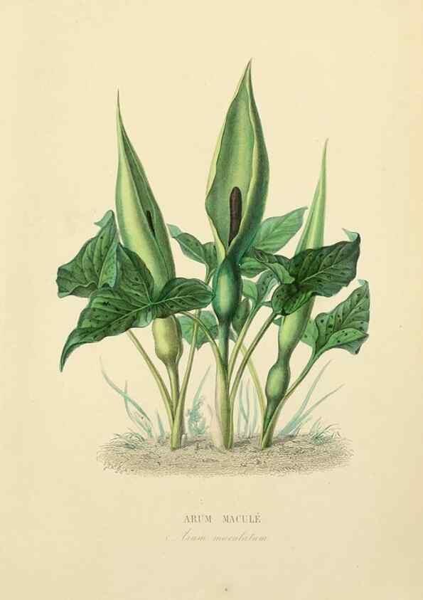 Reproducción/Reproduction 49583515151: Le Règne végétal;. Paris,L. Guérin,1870-72.. 