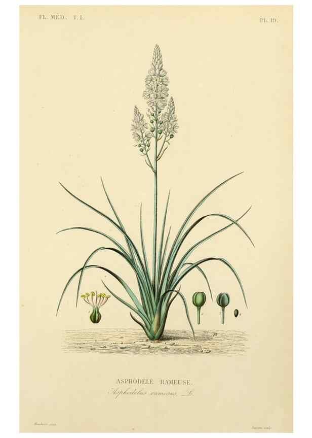 Reproducción/Reproduction 49583751292: Le Règne végétal;. Paris,L. Guérin,1870-72.. 