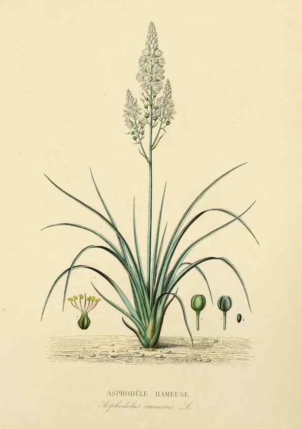 Reproducción/Reproduction 49583751292: Le Règne végétal;. Paris,L. Guérin,1870-72.. 