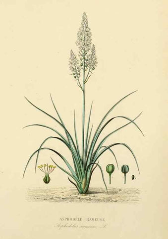 Reproducción/Reproduction 49583751292: Le Règne végétal;. Paris,L. Guérin,1870-72.. 