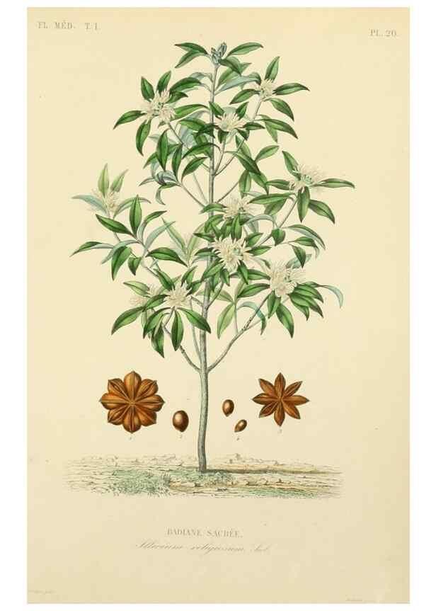 Reproducción/Reproduction 49583751552: Le Règne végétal;. Paris,L. Guérin,1870-72.. 