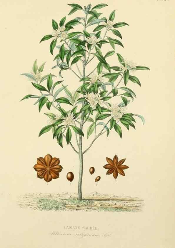 Reproducción/Reproduction 49583751552: Le Règne végétal;. Paris,L. Guérin,1870-72.. 