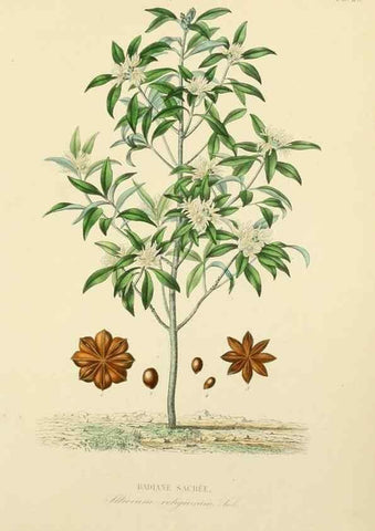 Reproducción/Reproduction 49583751552: Le Règne végétal;. Paris,L. Guérin,1870-72.. 