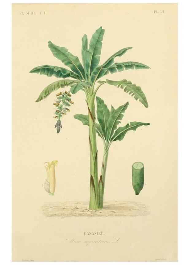Reproducción/Reproduction 49583020918: Le Règne végétal;. Paris,L. Guérin,1870-72.. 