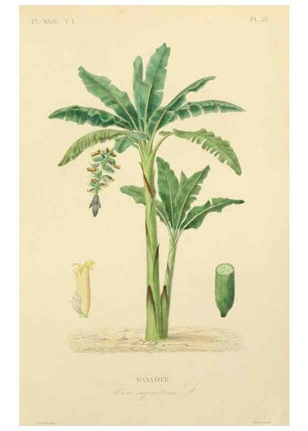 Reproducción/Reproduction 49583020918: Le Règne végétal;. Paris,L. Guérin,1870-72.. 