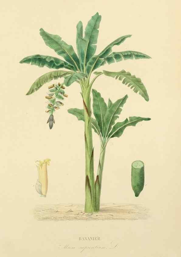 Reproducción/Reproduction 49583020918: Le Règne végétal;. Paris,L. Guérin,1870-72.. 