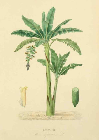 Reproducción/Reproduction 49583020918: Le Règne végétal;. Paris,L. Guérin,1870-72.. 