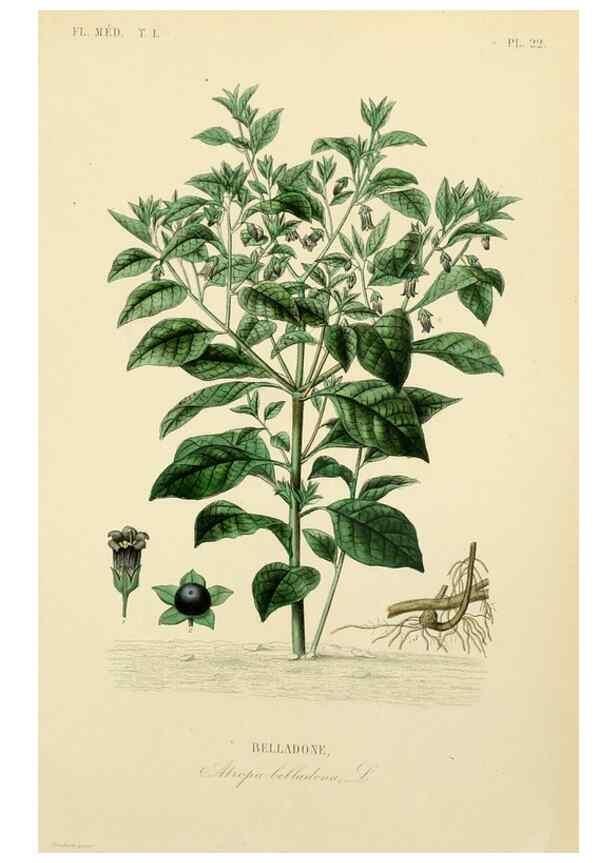 Reproducción/Reproduction 49583021338: Le Règne végétal;. Paris,L. Guérin,1870-72.. 