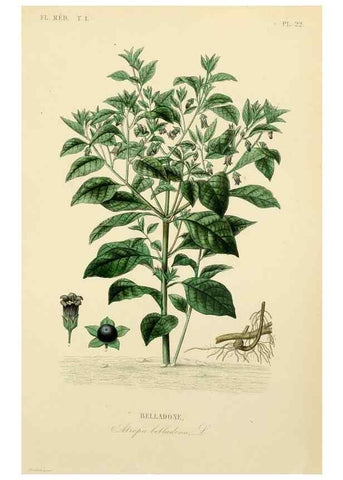 Reproducción/Reproduction 49583021338: Le Règne végétal;. Paris,L. Guérin,1870-72.. 
